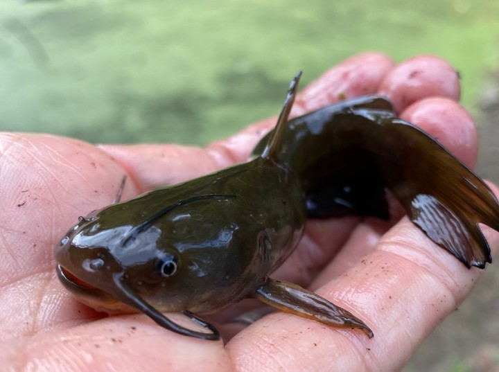 Yellow Bullhead